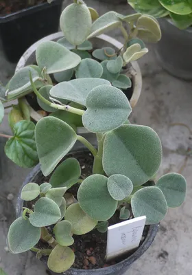 Пеперомия (Peperomia), уход и выращивание | ВКонтакте