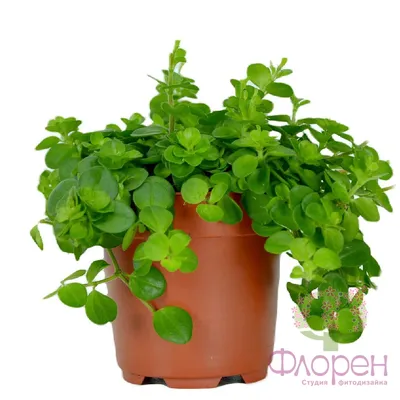 Растение ⌀ 6 Peperomia PROSTRATA (Пеперомия): купить c доставкой почтой 🌸  Адениум дома