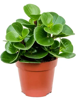 Пеперомия магнолиелистная (Peperomia magnoliaefolia) - «❤️ Самый  неприхотливый цветок. Ничем не привлекательна внешне, но доставляет немало  радости. Расскажу про уход, особенности и размножение пеперомии  магнолиелистной» | отзывы