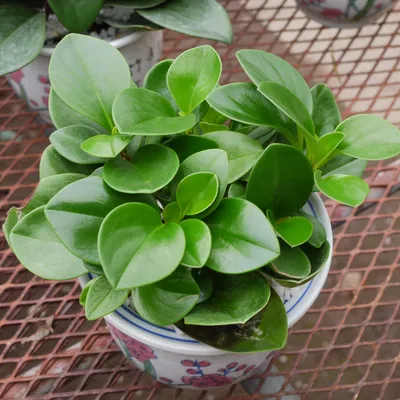 🌿 Пеперомия Круглолистная 🌿 растения для дома и офиса