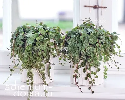 Пеперомия магнолиелистная (Peperomia magnoliaefolia) - «Неприхотлива в уходе.  Хорошо пьет воду летом, любит опрыскивание. Не займет много места в  интерьере.» | отзывы