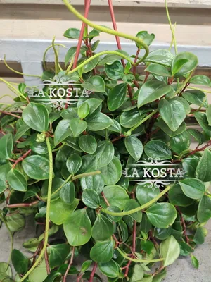 Растение ⌀ 6 Peperomia PROSTRATA (Пеперомия): купить c доставкой почтой 🌸  Адениум дома