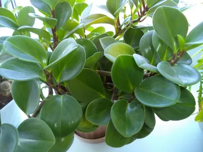 Пеперомия (Peperomia), уход и выращивание | ВКонтакте