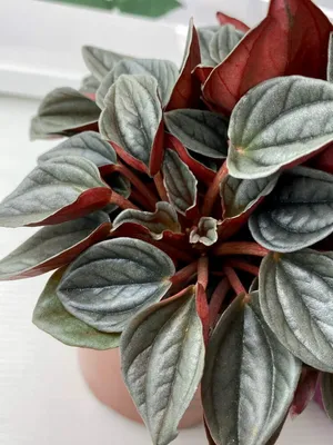 Растение ⌀ 6 Peperomia PROSTRATA (Пеперомия): купить c доставкой почтой 🌸  Адениум дома