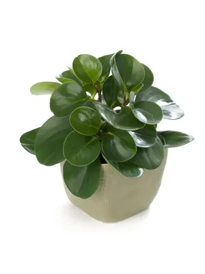 Plants пеперомия магнолиелистная …» — создано в Шедевруме