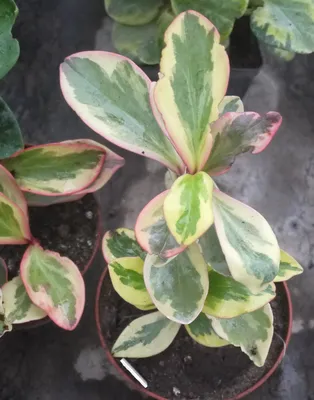 Коллекции растений ЦСБС СО РАН - Peperomia clusiifolia (Jack.) Hook. – Пеперомия  клузиелистная