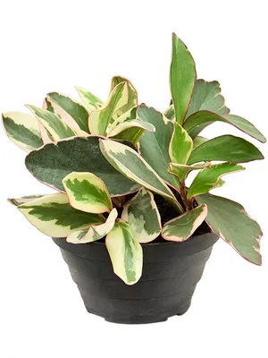 Пеперомия клузиелистная (Peperomia clusiifolia) | Peperomia plant, Plants,  Peperomia