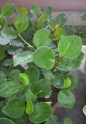 Коллекционный объект БСИ ДВО РАН: Peperomia magnoliifolia (Пеперомия  магнолиелистная)