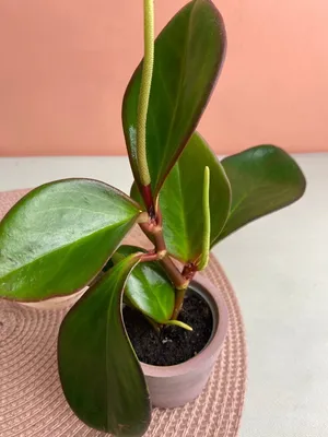 Пеперомия Магнолиелистная (Peperomia Magnoliaefolia)