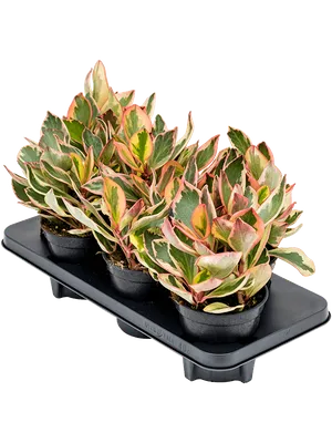 Коллекции растений ЦСБС СО РАН - Peperomia obtusifolia (L.) A. Dietr. –  Пеперомия туполистная