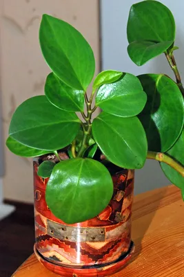 Peperomia Obtusifolia Поставщики - Peperomia Obtusifolia Оптовая продажа -  PLANT FUN