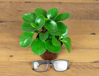 Пеперомия (Peperomia) Рейндроп в кашпо — Рассада цветов и овощей.
