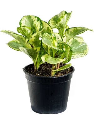 Коллекции растений ЦСБС СО РАН - Peperomia polybotria H.B. et K. – Пеперомия  многокистевая