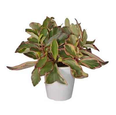 Пеперомия Клузиелистная (Peperomia clusiifolia) D12 H20 купить в  Санкт-Петербурге