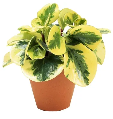 Пеперомия магнолиелистная (Peperomia magnoliaefolia) - «❤️ Самый  неприхотливый цветок. Ничем не привлекательна внешне, но доставляет немало  радости. Расскажу про уход, особенности и размножение пеперомии  магнолиелистной» | отзывы