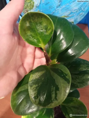 Коллекции растений ЦСБС СО РАН - Peperomia obtusifolia (L.) A. Dietr. –  Пеперомия туполистная