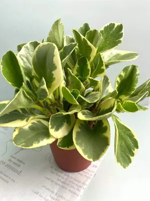 Пеперомия туполистная Peperomia obtusifolia variegata Суккулент Комнатное  растение (ID#1298557143), цена: 280 ₴, купить на Prom.ua
