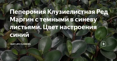 Пеперомия Обтусифолия вариегатная ⌀12 купить в Москве с доставкой | Магазин  растений Bloom Story (Блум Стори)