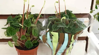 Два Ботаника - Комнатное растение Пеперомия Лилиан, арт. ППРМ-Л-12