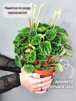 Пеперомия Лилиан - цена, купить комнатные растения с доставкой в Москве -  магазин ПРОСТОЦВЕТЫ