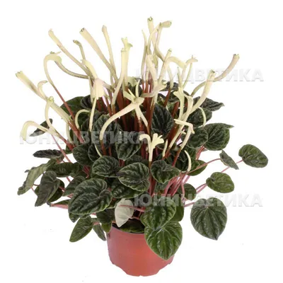 Комнатное растение Лилиан в горшке (ID#1944997374), цена: 375 ₴, купить на  Prom.ua