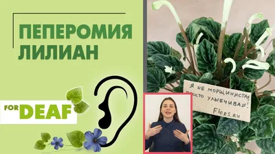 Пеперомия лилиан купить в Уфе | Товары для дома и дачи | Авито