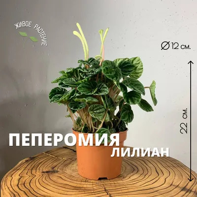 Красивый комнатный цветок Пеперомия Лилиан в горшке, Живые растения в  Москве, купить по цене 2990 RUB, Цветы в горшках в БотаниКуЛ с доставкой |  Flowwow