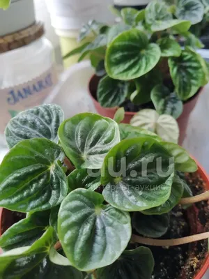 Пеперомия Plants Bel House темно-зеленый, бордовый, 12 дм, 1 шт - купить по  выгодной цене в интернет-магазине OZON (1292427728)