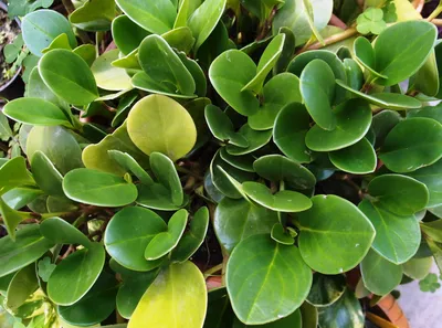 Коллекционный объект БСИ ДВО РАН: Peperomia magnoliifolia (Пеперомия  магнолиелистная)