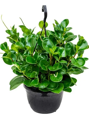 Пеперомия магнолиелистная (Peperomia magnoliaefolia) - «Лаконичное -  стильное комнатное растение, которое, если верить Мифам и Легендам,  заряжает позитивом окружающих.» | отзывы