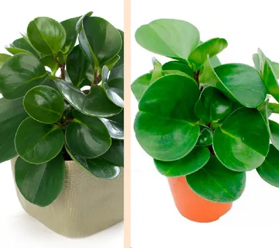 Пеперомия Green Gold (Peperomia green gold) купить в Киеве. Доставка по  Украине. Интернет-магазин растений Флора Лайф