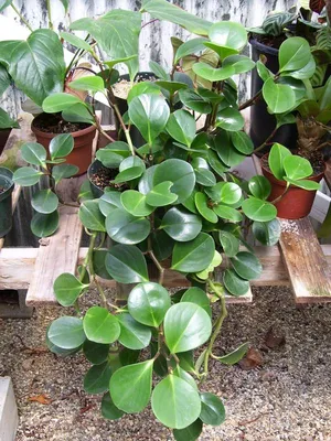 Peperomia — Wikispecies