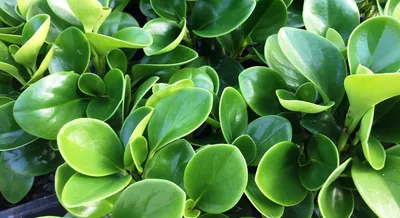 Пеперомия магнолиелистная (Peperomia magnoliaefolia) - «❤️ Самый  неприхотливый цветок. Ничем не привлекательна внешне, но доставляет немало  радости. Расскажу про уход, особенности и размножение пеперомии  магнолиелистной» | отзывы