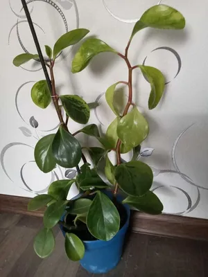 Коллекции растений ЦСБС СО РАН - Peperomia obtusifolia (L.) A. Dietr. –  Пеперомия туполистная