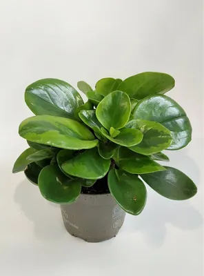 Пеперомия Магнолиелистная (Peperomia Magnoliaefolia)