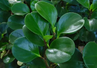 Пеперомия Магнолиелистная (Peperomia Magnoliaefolia)