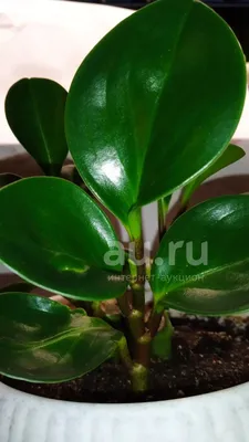 Пеперомия магнолиелистная (Peperomia magnoliaefolia) | Peperomia plant,  Plants, Trees to plant