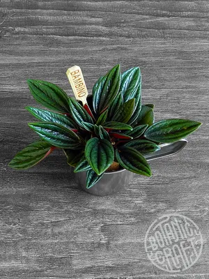 🌿 Пеперомия Каперата Россо 🌿 растения для дома и офиса