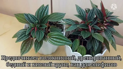 Пеперомия россо (Peperomia Rosso) D5см Exotica 145912914 купить за 673 ₽ в  интернет-магазине Wildberries