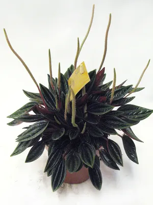 Пеперомия Россо, Peperomia Rosso, тенелюбивое растение, тропическое  растение, красивое растение, неприхотливое растение, подарок любителю  растений
