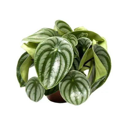 Пеперомия Серебристая (Peperomia argyreia) D9 H15 купить в Санкт-Петербурге