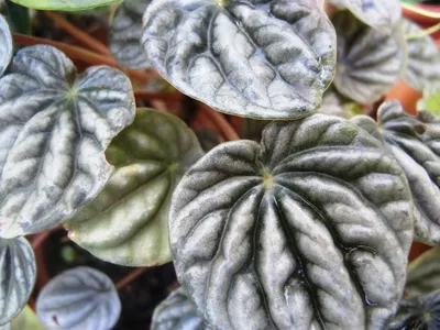 Пеперомия Серебристая (Peperomia argyreia) D12 H20 купить в Санкт-Петербурге