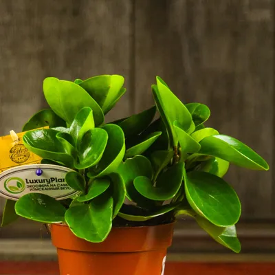 Коллекции растений ЦСБС СО РАН - Peperomia obtusifolia (L.) A. Dietr. – Пеперомия  туполистная