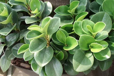 Пеперомия Green Gold (Peperomia green gold) купить в Киеве. Доставка по  Украине. Интернет-магазин растений Флора Лайф
