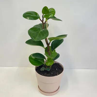 Пеперомия магнолиелистная (Peperomia magnoliaefolia) - «❤️ Самый  неприхотливый цветок. Ничем не привлекательна внешне, но доставляет немало  радости. Расскажу про уход, особенности и размножение пеперомии  магнолиелистной» | отзывы