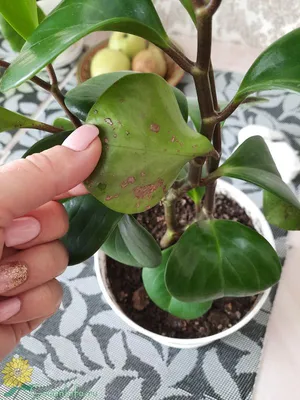 Peperomia Obtusifolia Поставщики - Peperomia Obtusifolia Оптовая продажа -  PLANT FUN