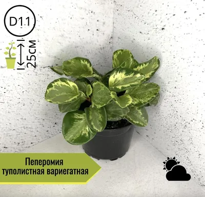 Пеперомия Обтусифолия вариегатная ⌀12 купить в Москве с доставкой | Магазин  растений Bloom Story (Блум Стори)