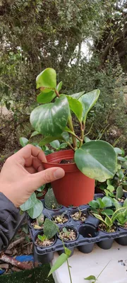 Пеперомия туполистная Peperomia obtusifolia variegata Суккулент Комнатное  растение (ID#1298557143), цена: 280 ₴, купить на Prom.ua