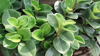 ne_buketi - 🌱Эта вечнозелёная красотка перекочевала в наши дома из  тропических лесов Южной Америки. Благодаря красивым гладким листьям у неё  всегда ухоженный вид😍 Также пеперомия туполистная весьма нетребовательна в  уходе: ▫частичная тень