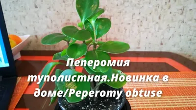 Причудливая пеперомия. Выращивание, уход в домашних условиях. Фото —  Ботаничка